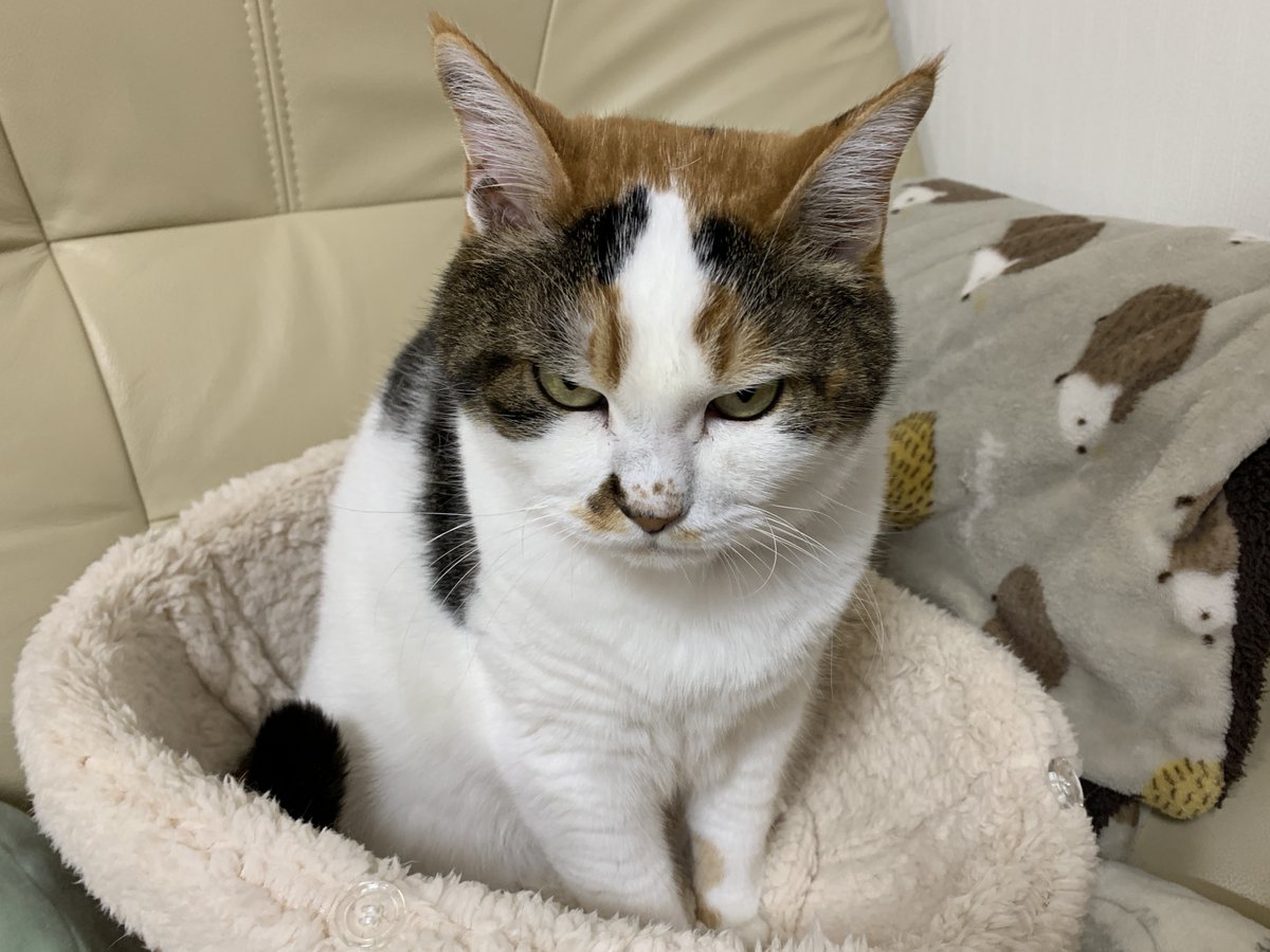 mifuyu_916's tweet photo. このツイートに目つきの悪い猫の写真を貼っていただけると、「TLを目つきの悪い猫で埋めたい」と言っているわたしのお友だちが喜びます https://t.co/H0u4UDepEr