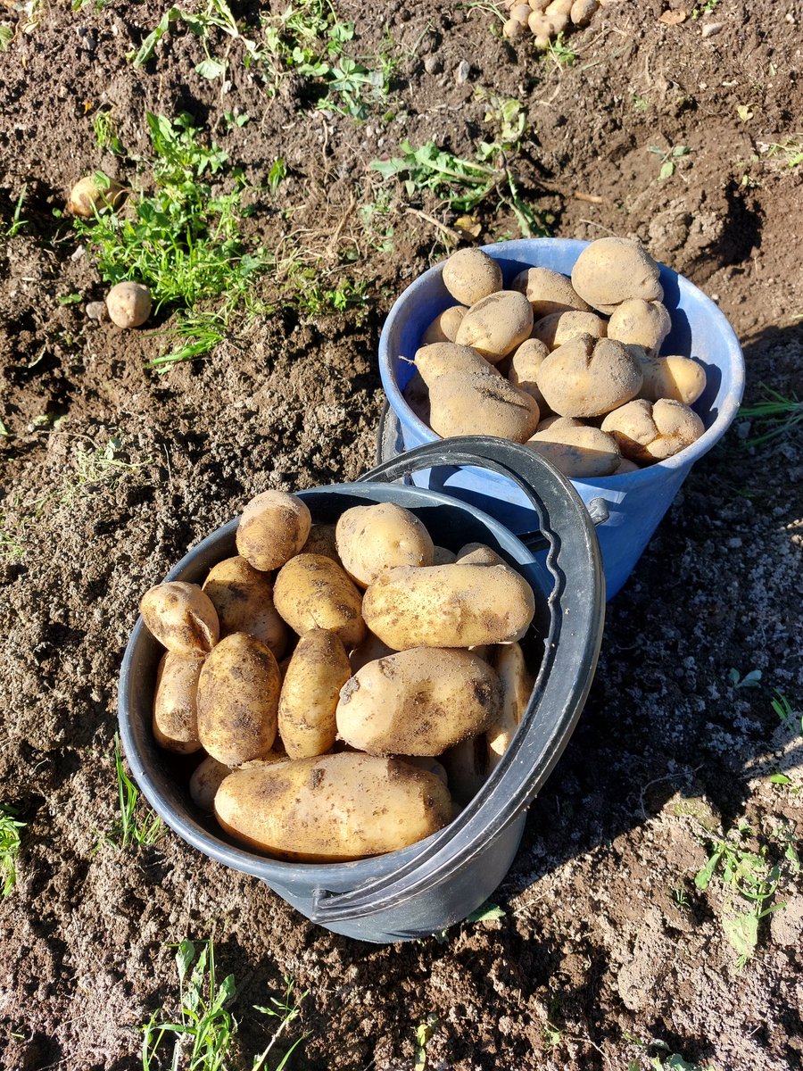 Sadepäivien välissä poutaa. Nostaisiko perunaa vai lähtisikö puolukkaan? Peruna voitti. Isoja pottuja, Siikliä ja Van Goghia. Taitaa tulla pottumuusia ruuaksi tänään.