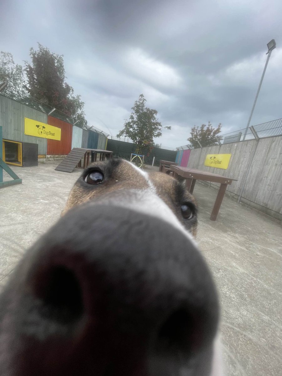 DogsTrust_IE's tweet image. POV you’re a treat bag at Dogs Trust #BoopThatSnoot #UpCloseAndPersonal