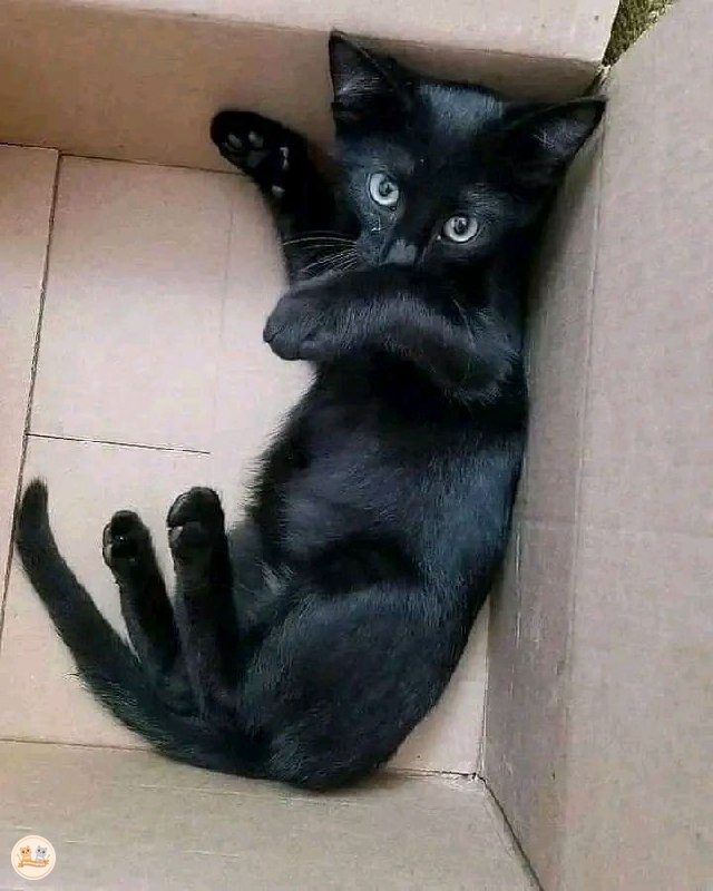 Aku nemu anak kcg! ini tadi sore waktu jalan di taman, sepertinya kita berjodoh dan emang aku drdulu pgn punya kucing hitam polos kaya gini. Aku lg mikirin nama yg cocok buat dia.