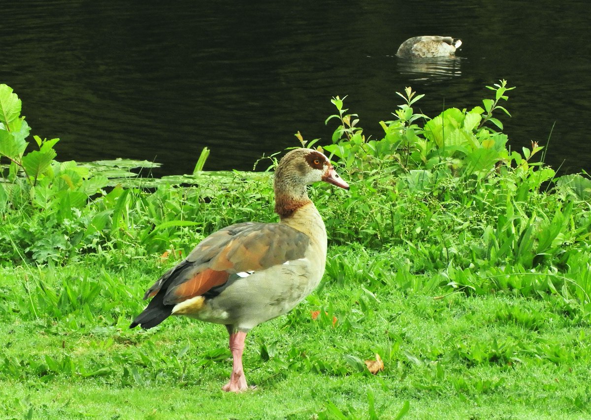 Phil Bull tweet media