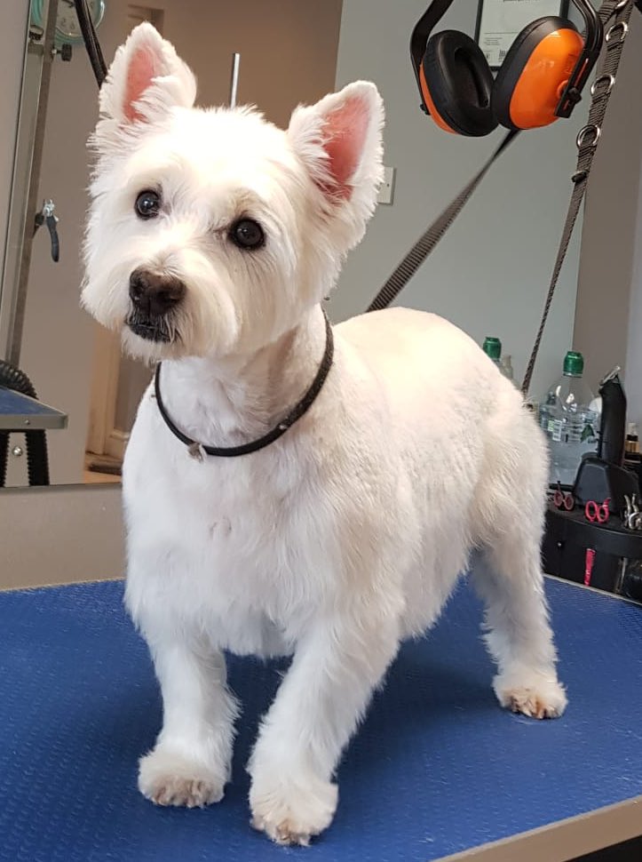 #scousedogs #scousepets #dogsofliverpool #liverpooldogs #spaniel #westie #westhighlandterrier #irishterrier #wags #garston #doggrooming #doggroomers