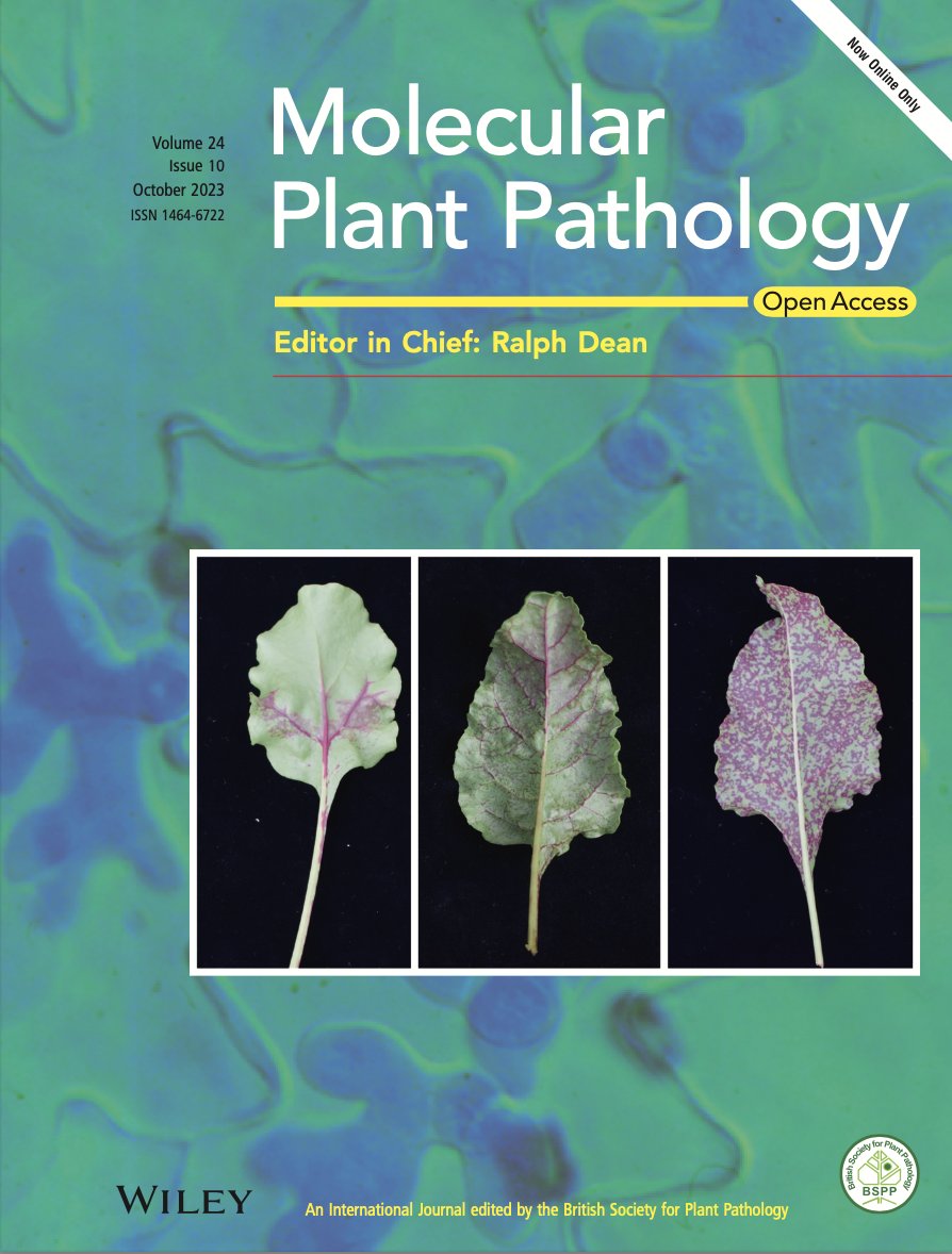 Our new issue is online now, for all plant pathologists now fired up with enthusiasm after a great conference season! bsppjournals.onlinelibrary.wiley.com/toc/13643703/c…