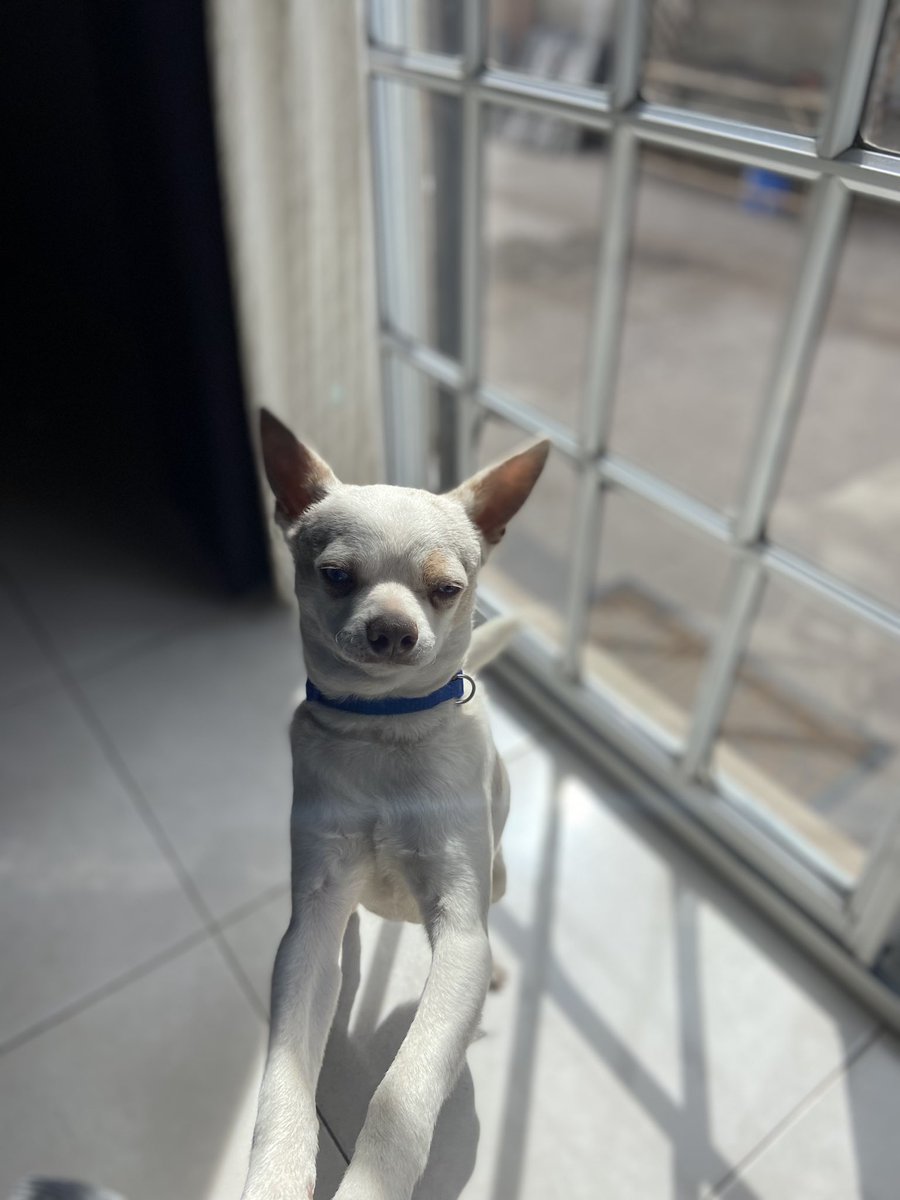 quiroga_chiara's tweet photo. Este es Román desapreció en Barrio Zorzales. Lo estamos buscando hace días, queremos que vuelva con nosotros!!🙏
 Quien tenga información que se comunique al 2314-439325 https://t.co/s1KNkBWs1G