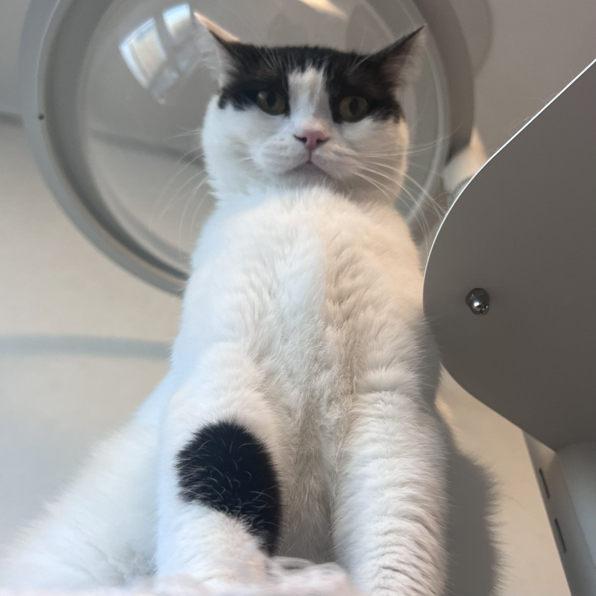 그렇다는건… 코이가 어깡이라는것이죠?!