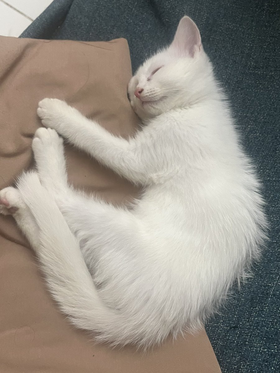 teavidhya's tweet photo. Everybody meet Yuki the loml ❤️. https://t.co/yDTfs7GlT1
