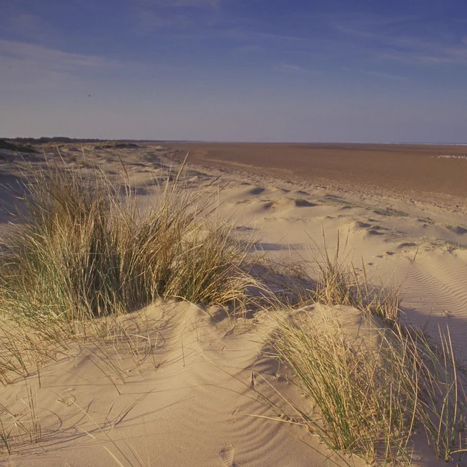 A view over golden coloured sand dunes with tufts of grass growing on them. 