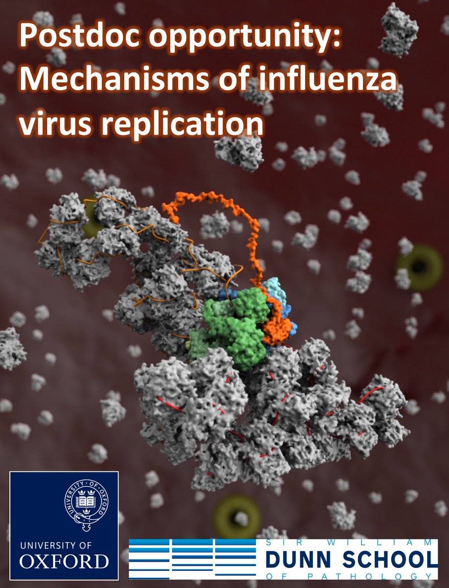 fodorlab's tweet image. 📢 Exciting job opportunity! 📢

A postdoc position is available in our lab at @Dunn_School @UniofOxford  to study influenza virus transcription, genome replication, nuclear export and assembly.

More info: my.corehr.com/pls/uoxrecruit…