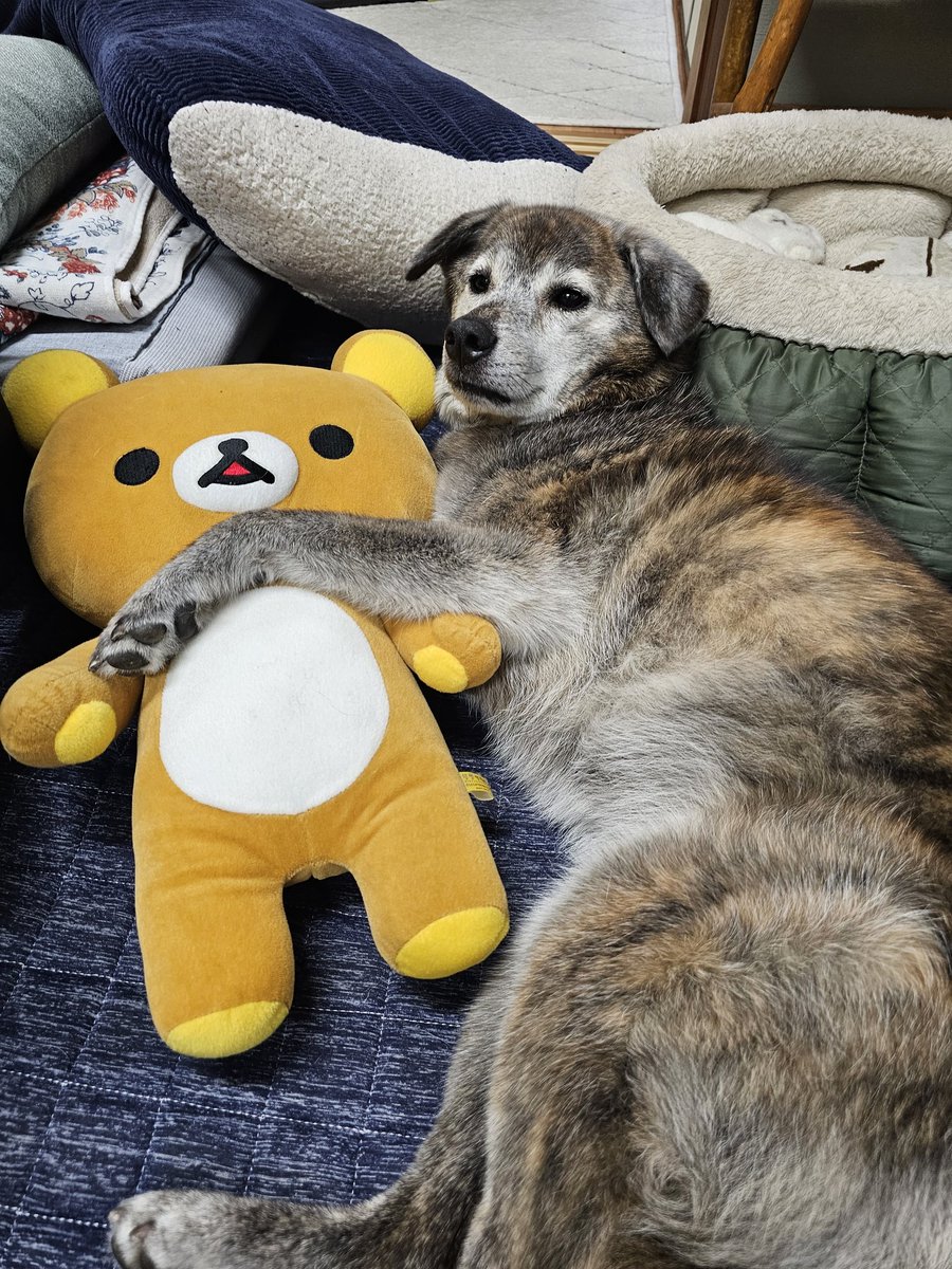 うちの保護犬ふぉ！
保護犬はいいぞぉ