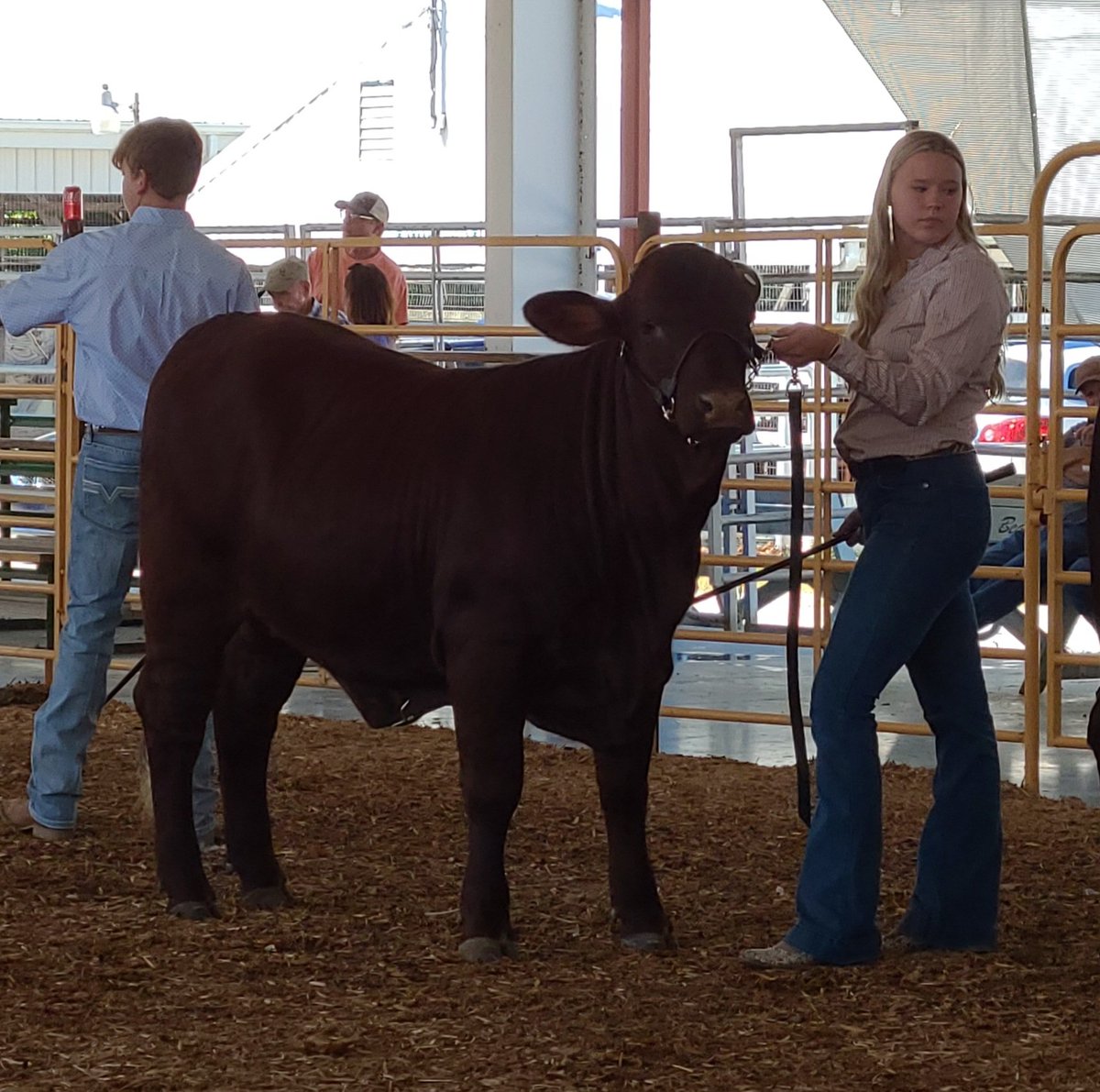 MaryKayWilson4's tweet photo. Had a fun weekend in Indiana! What a blessing to be able to do this! #GodIsGood  Love our Santa Gertrudis Cattle! https://t.co/rCuOlFDp63