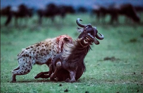 MJockitan's tweet image. Yani unaliwa mpaka unakufa huku unajiona. Kutokana na Tabia yake hii imemfanya Fisi kupewa jina la (master of brutal killing) Yani Mwalimu wa mauaji ya kikatili kwa Tafsir hisiyo sahii.

#naturetips #chimbonileo