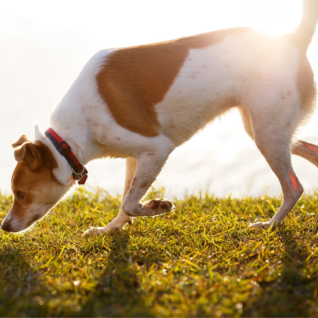 How can zoopharmacognosy help your dog?

Find out more in this Natural Pet Health #blog post from <a href="/naturalanimals1/">Siobhan Pestano</a>

bit.ly/3osLJwI

#thepetsbiz #dogcare