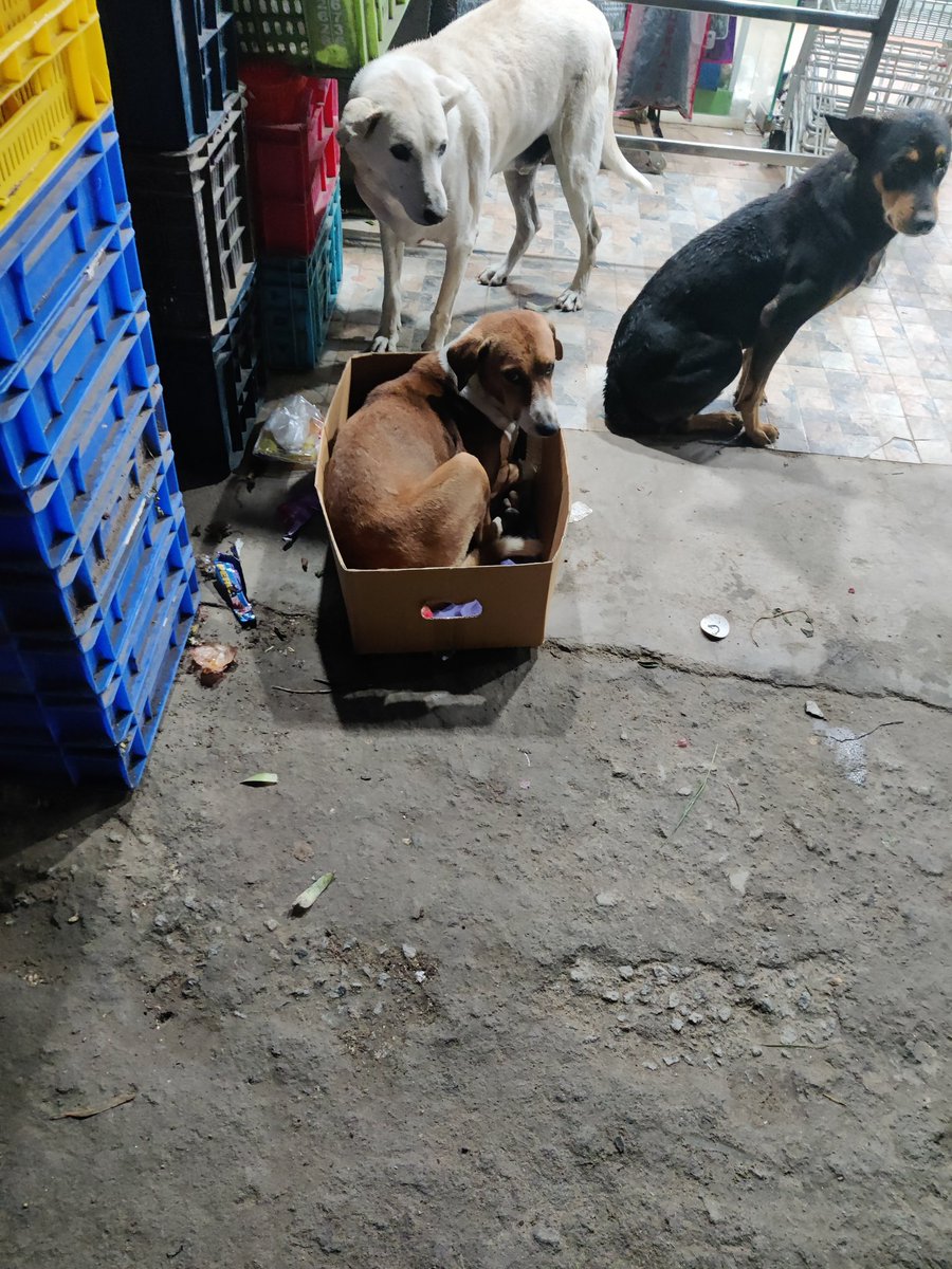 Lavi106's tweet photo. Privacy please 😃😃😍 #fixed #dogs https://t.co/Iq1XeuIsAi