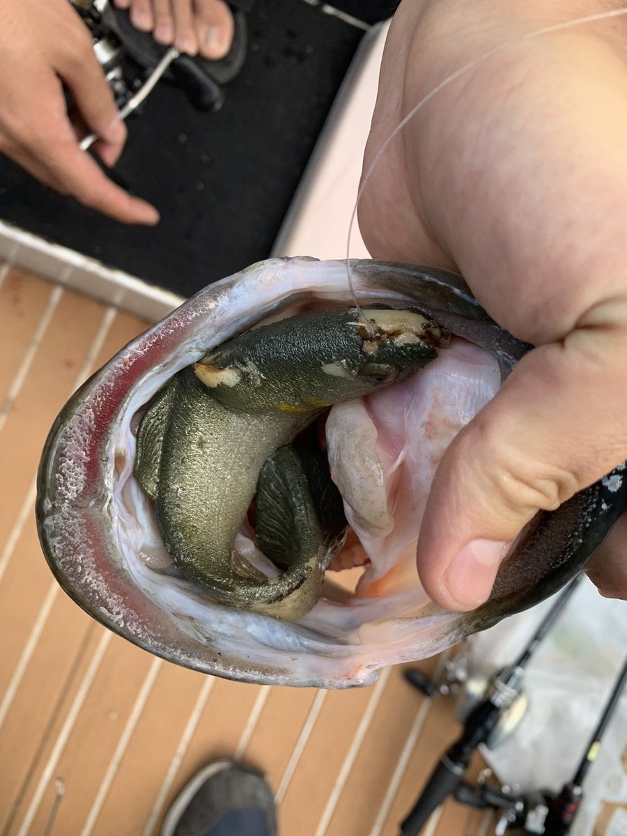 ryohei360's tweet photo. 昨日は高知県初リザーバーへ
天才系モンスターが多数という情報はありましたが予想以上に仕上がってる😰
ハドルトラウトを使ったルアーパワー全開の釣りでなんとか一発ホームラン級の56cmが釣れてくれました！！
@angler48さんのボートをお借りしました！
ありがとうございました🙇‍♂️
#duel
#ハードコア https://t.co/KrXphb8FYm