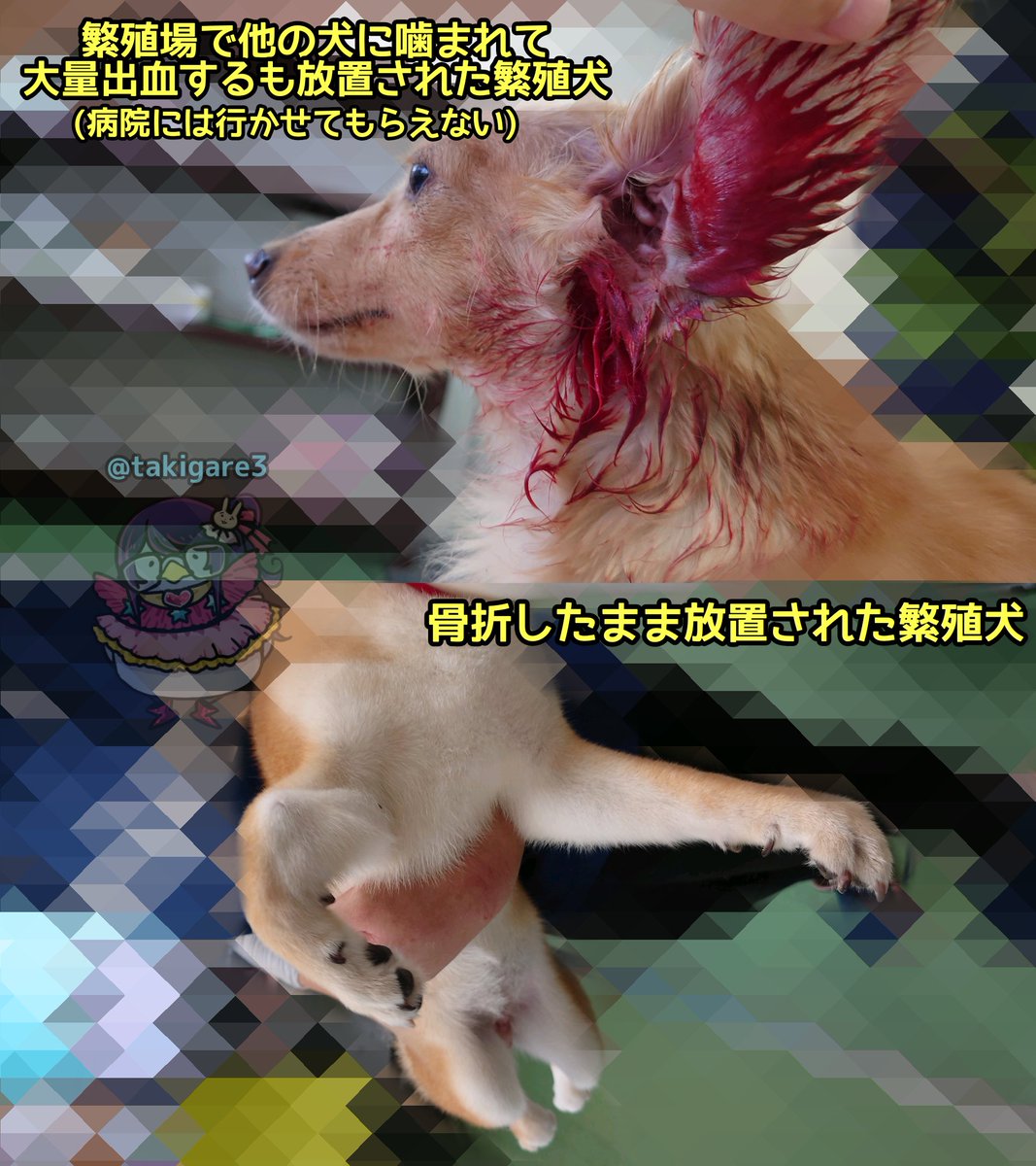 tkzwgrs's tweet photo. 【※ケガをした犬の画像のため閲覧注意】
クーアンドリクの繁殖場の繁殖犬らの様子も置いておきます。(Twitterにギリ貼れる、まだマシな画像です) https://t.co/CPv7hfZ5sW