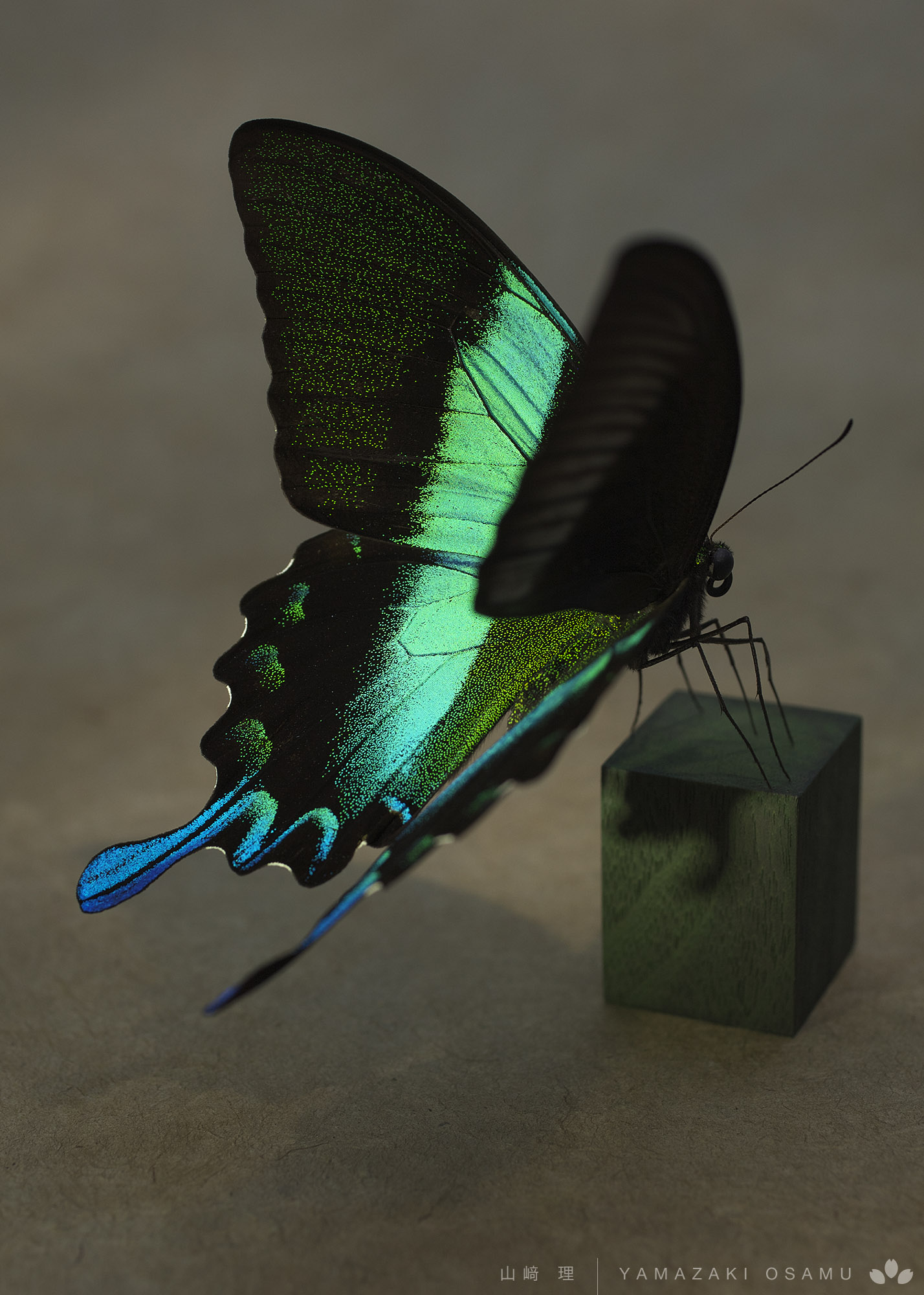 Papilio blumei 蝶の標本 （2015auc-100.JPG）
