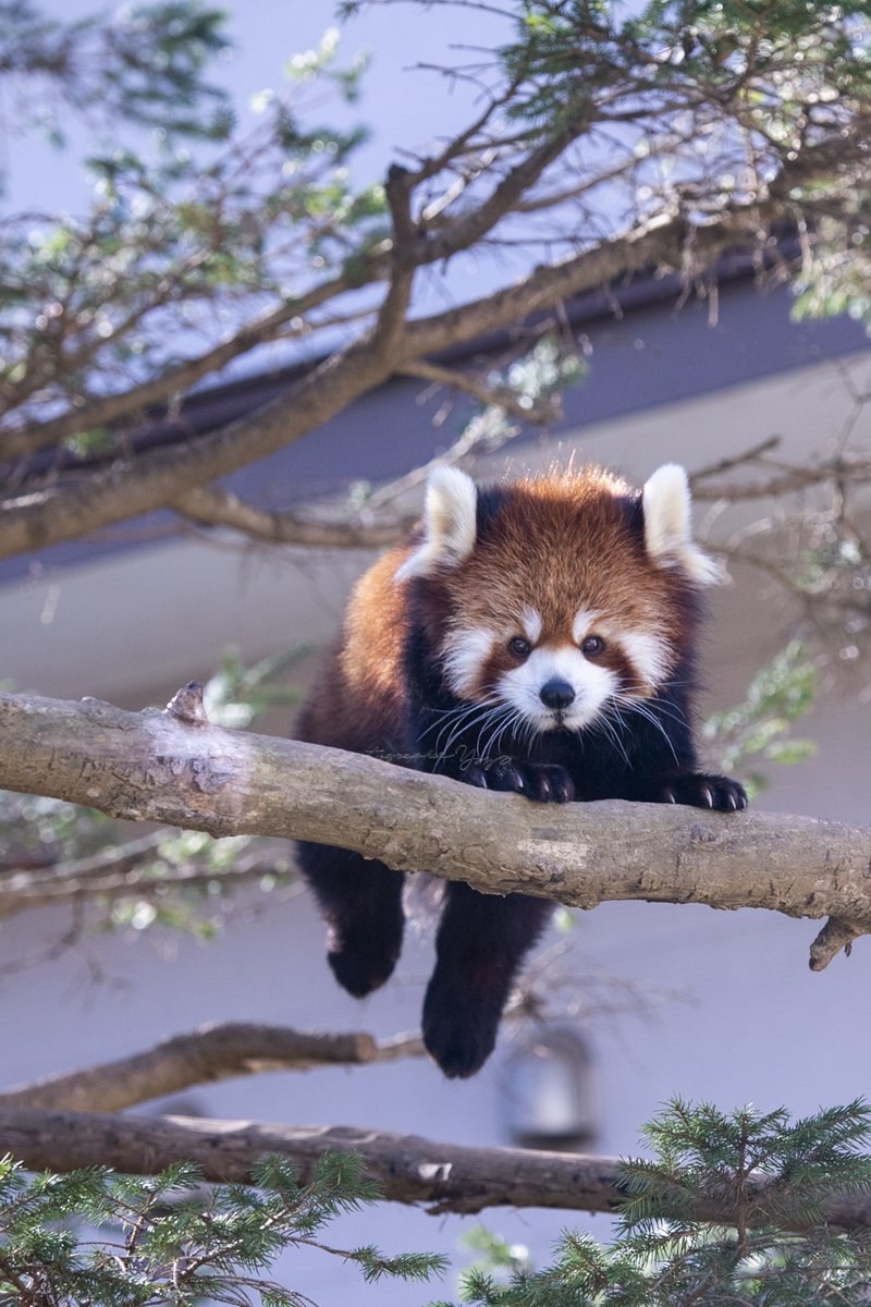 Hourly Wah (Red Panda) tweet media