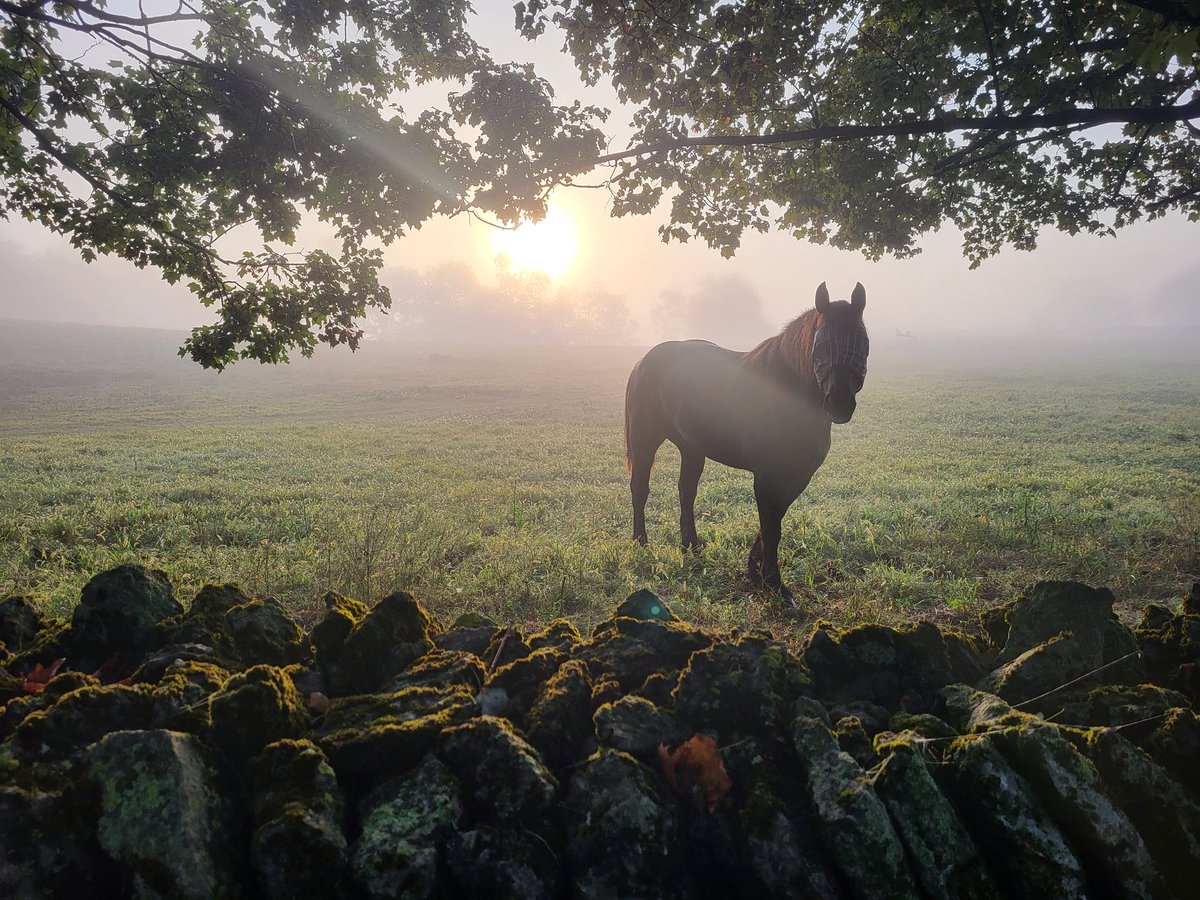 A Shaker Village kind of morning. 

#ShakerVillageKY #Travelky #MondayMorning