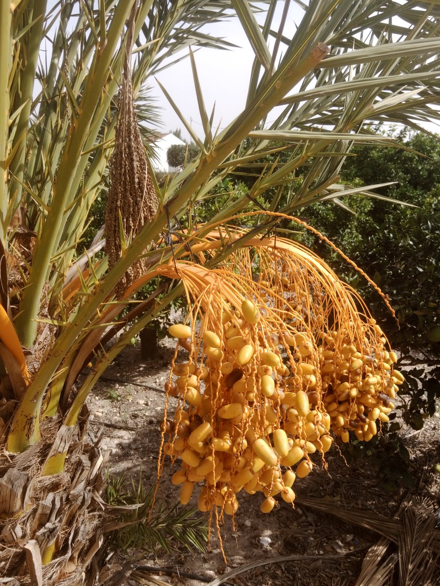 Endefora's tweet image. Valgué la pena entaconar la palmera.
Els ramassets secs penjats damunt dels ramassos grans de dàtils són de pólen de palmeres mascles per afavorir la fecundació (i que quallen més dàtils).