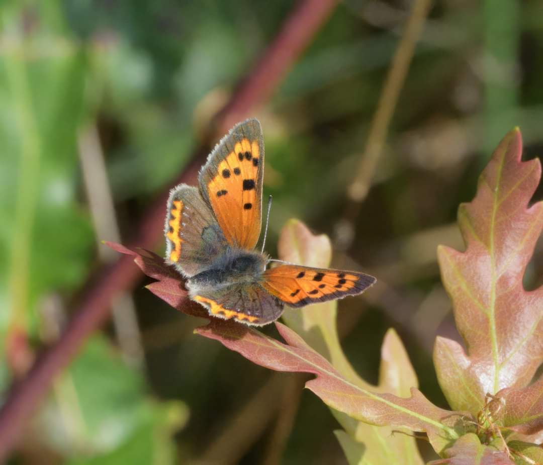 Comma and Small Copper seen on Friday, before the weekend's rain @savebutterflies @ukbutterflies @GreenHampshire