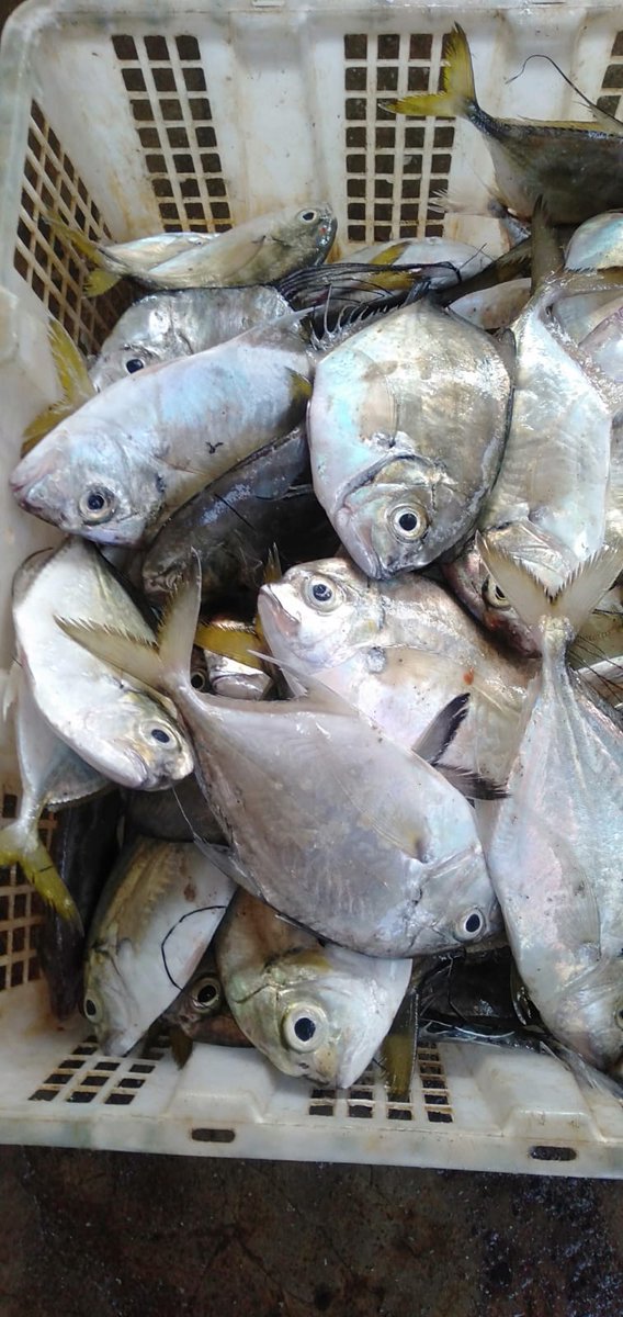 adentakurnia's tweet photo. Senin,18/09/23, Ana Dewinta,Dsn Watu Ulo,KUB Ikan Lumba-lumba Suyitno,5kg Putihan,20kg Tongkol,5kg Selingsing,25rb/kg Putihan,25rb/kg Tongkol, 20rb/kg Selingsing, Gill net,30kg
#GiatluhkanSatminkalBWI
#Jember
#Tangkap
#WatuULo
#AmbuluPantaiWatuUlo https://t.co/gQTpEjCkKf