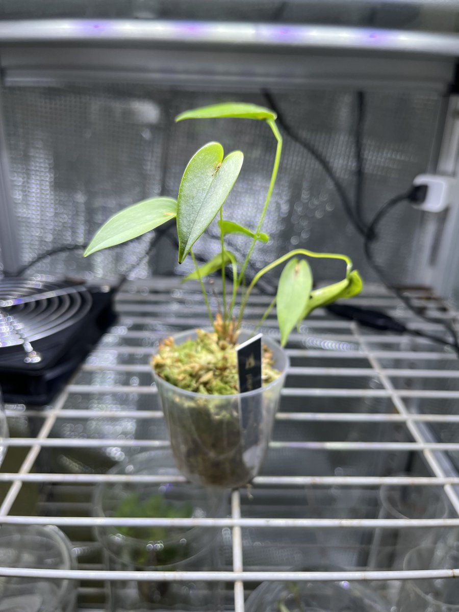 suzu_kita's tweet image. Pleurothallis tridentata
この前お伺いした時に、気になっていた小さいプレウロ。まだ残ってたよ。ラッキー✌️
地味〜で小ちゃいんだけど、そこがまたいい☺️
 #nativeforest