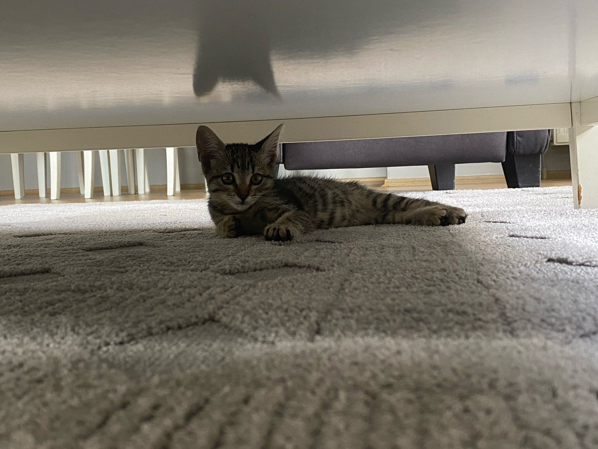 Uzaktan uzağa , bakışıyoruz.

Memnun ki yerinden,
dönen yok seferinden.
#kedim