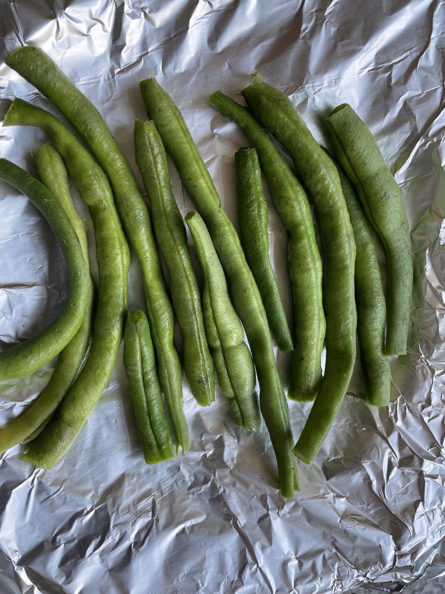 ProfMPatterson's tweet image. Today’s veg - Just picked these French Beans and have topped &amp;amp; tailed them ready for dinner this evening. Think I will roast them with a little Parmesan and then will drizzle with a wee drop of lemon juice just before serving, just for a change.