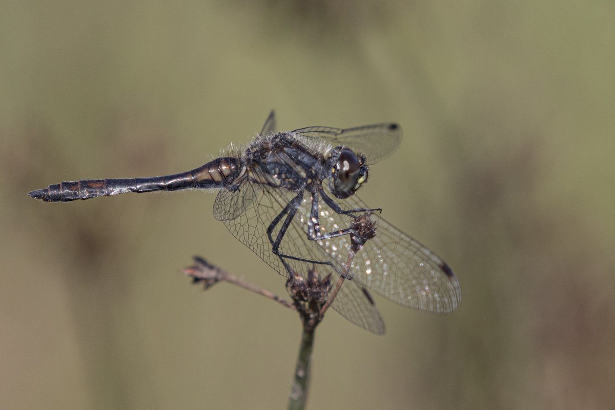 Male Black Darter (Sympetrum danae) near Christchurch in Dorset 100923 <a href="/BDSdragonflies/">British Dragonfly Society</a>