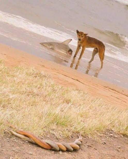 A Dingo eating a dead shark while 2 snakes have a root.