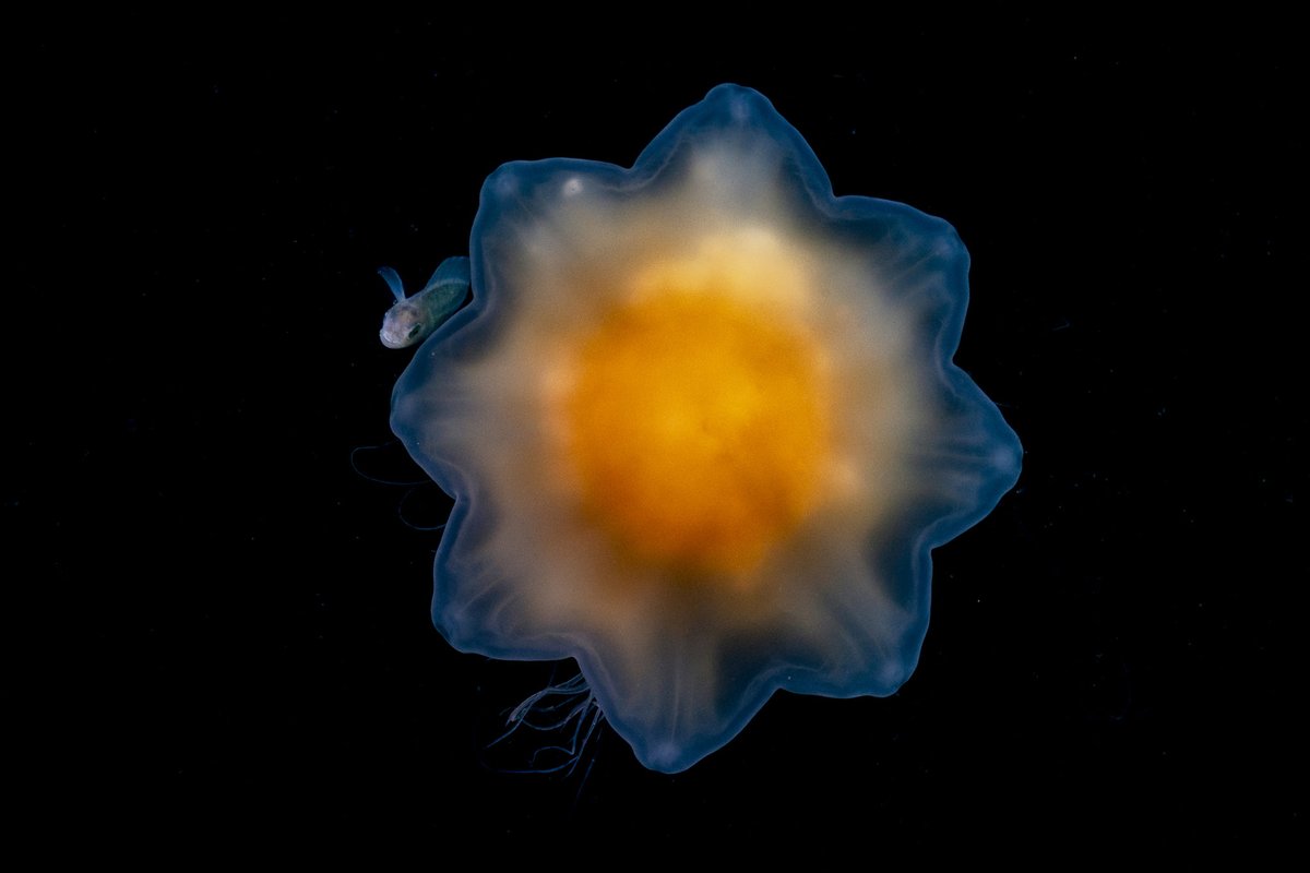 Ocean Census (@oceancensus) on Twitter photo Continuing to celebrate our Partner @oceanographic_mag's Photographer of the Year #Awards with this image, which was a Finalist in the #Wildlife category, by <a href="/ShaneGrossPhoto/">Shane Gross</a> in Alaska.
oceanographicmagazine.com/opa-winner/oce…
#underwaterphotography #photojournalism #conservationphotography Continuing to celebrate our Partner @oceanographic_mag's Photographer of the Year #Awards with this image, which was a Finalist in the #Wildlife category, by <a href="/ShaneGrossPhoto/">Shane Gross</a> in Alaska.
oceanographicmagazine.com/opa-winner/oce…
#underwaterphotography #photojournalism #conservationphotography