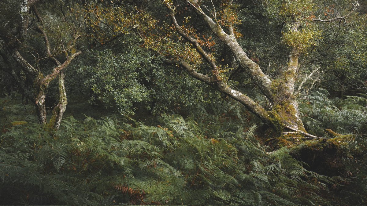 Dannykenealy's tweet image. A little pocket of silence 

#WexMondays #fsprintmondays #picoftheday #woodland