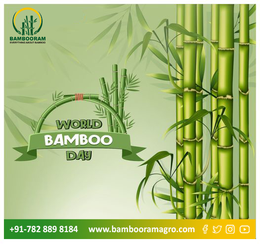 BambooramAgro's tweet photo. Happy World Bamboo Day🎋🎋
--------------
Celebrating World Bamboo Day, A symbol of sustainability and nourishment for our planet. 🌍🌿 Let's grow together and provide hope for a greener future! 🌱💚 

#WorldBambooDay #SustainableFuture #NourishingOurWorld https://t.co/OD7JPKL9EW