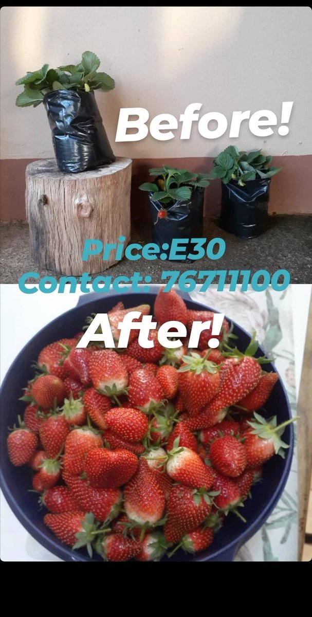 simnikiweshaba1's tweet photo. #TiniTwitter 🍓🍓 https://t.co/kh3nSX8LK1
