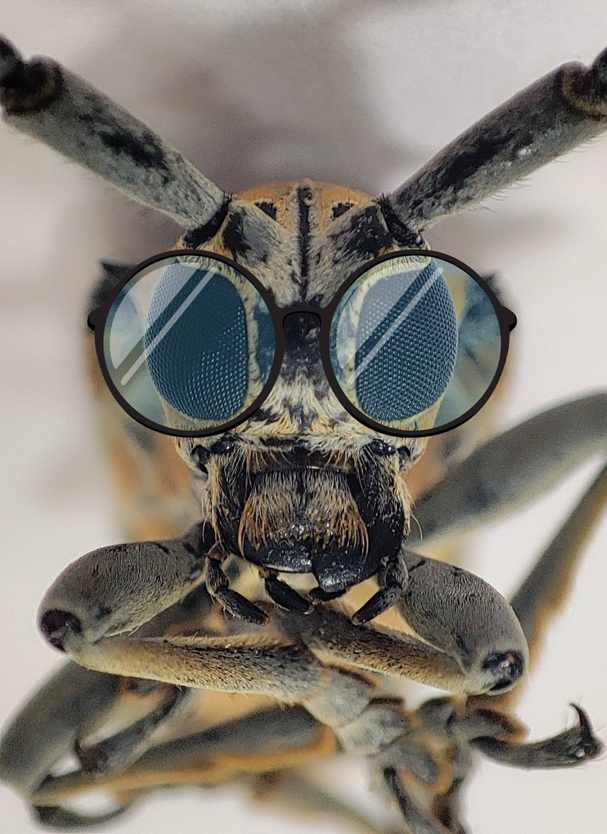 ManishKumar_22's tweet photo. Left or right??  What if this little visitor had an impaired vision and wore a pair of glasses. Which one is your favorite? 

#bug #insect #insectweek #entotwitter #entomology #insectidentification #macroshots #closeup #macrophotography #photooftheday #ento #ChemicalEcology https://t.co/3MTnMQFVwn