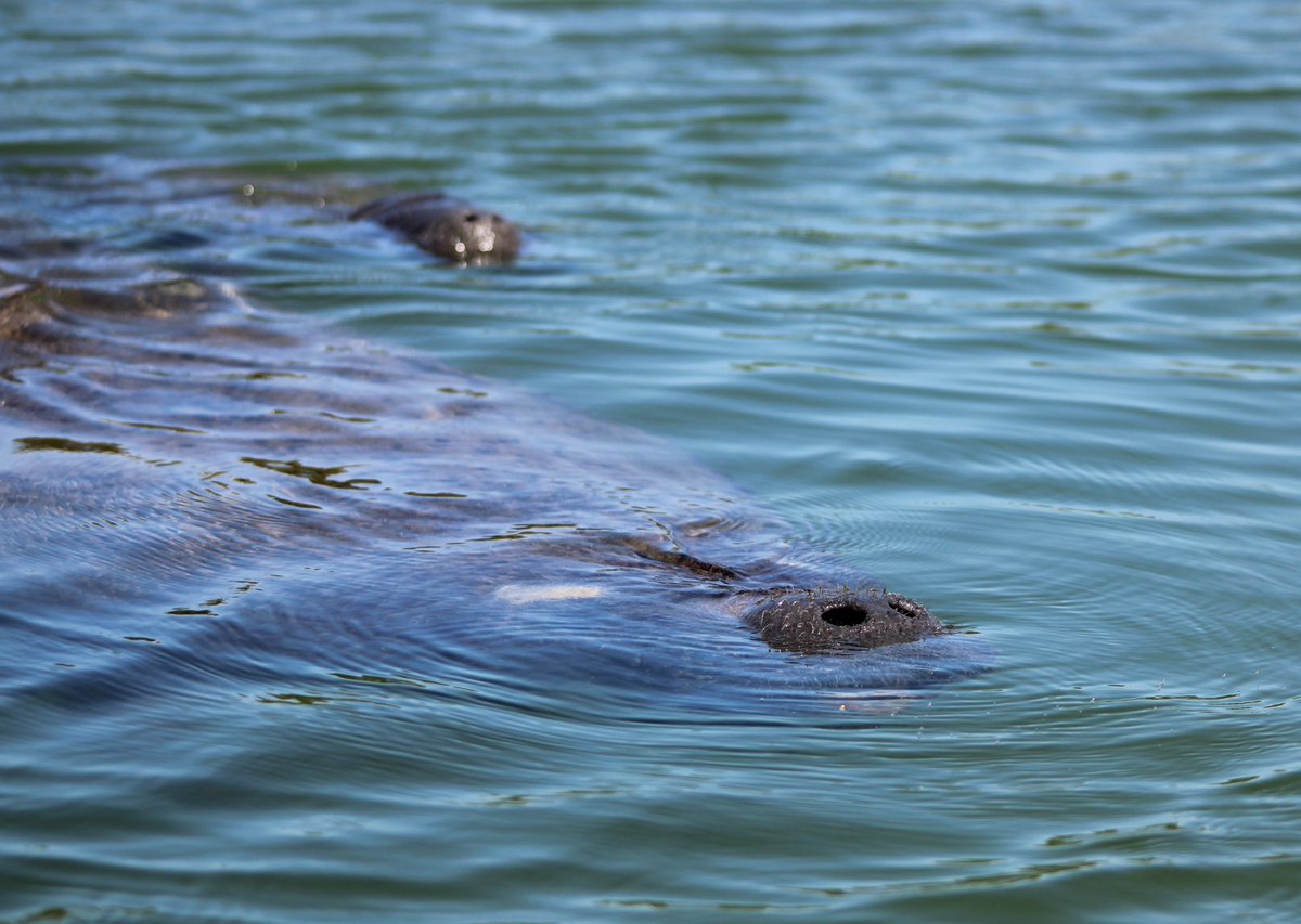 ExposuresNauti's tweet photo. Just another manatee Monday. #kayaking #manatee #getoutside #naplesflorida #naturelovers https://t.co/A5cnFZVTSg