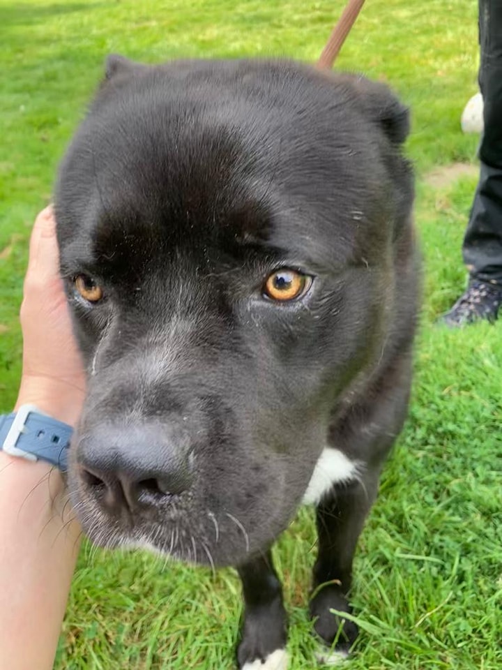 URGENT,  please SHARE to help Bear find a FOSTER home #SUSSEX #UK

Medium sized, aged about 2, Bear is currently in a council pound and his time is nearly up. He is at risk of being put to sleep very soon by the council unless we can find him a foster home🌟🌟🌟
He needs to be