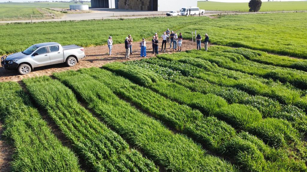 GGA Study Tour Day 1
AGT plant breeding - impressive facilities, important work EPRs well spent! 
Roseworthy SA Drought Hub - methane reducing seaweed supplement. Salinity tolerant & extra spikelet germplasm. Ground breaking work
Great day @GGA_WA @GRDCWest #WADroughtHub