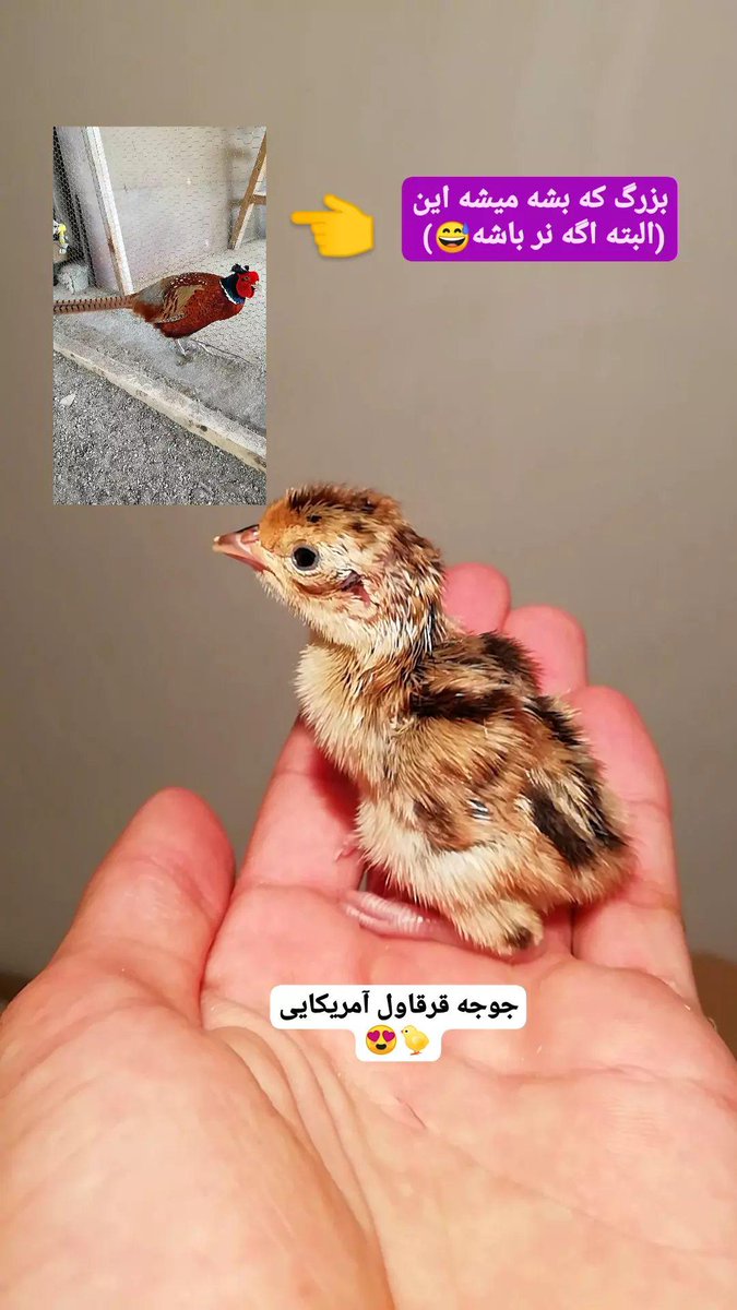 pheasantbabol's tweet photo. جوجه قرقاول آمریکایی🐤😍
#قرقاول_آمریکایی
#جوجه_قرقاول
#پرنده
#pheasant
#ringneckpheasant https://t.co/uXPHMlMyRc