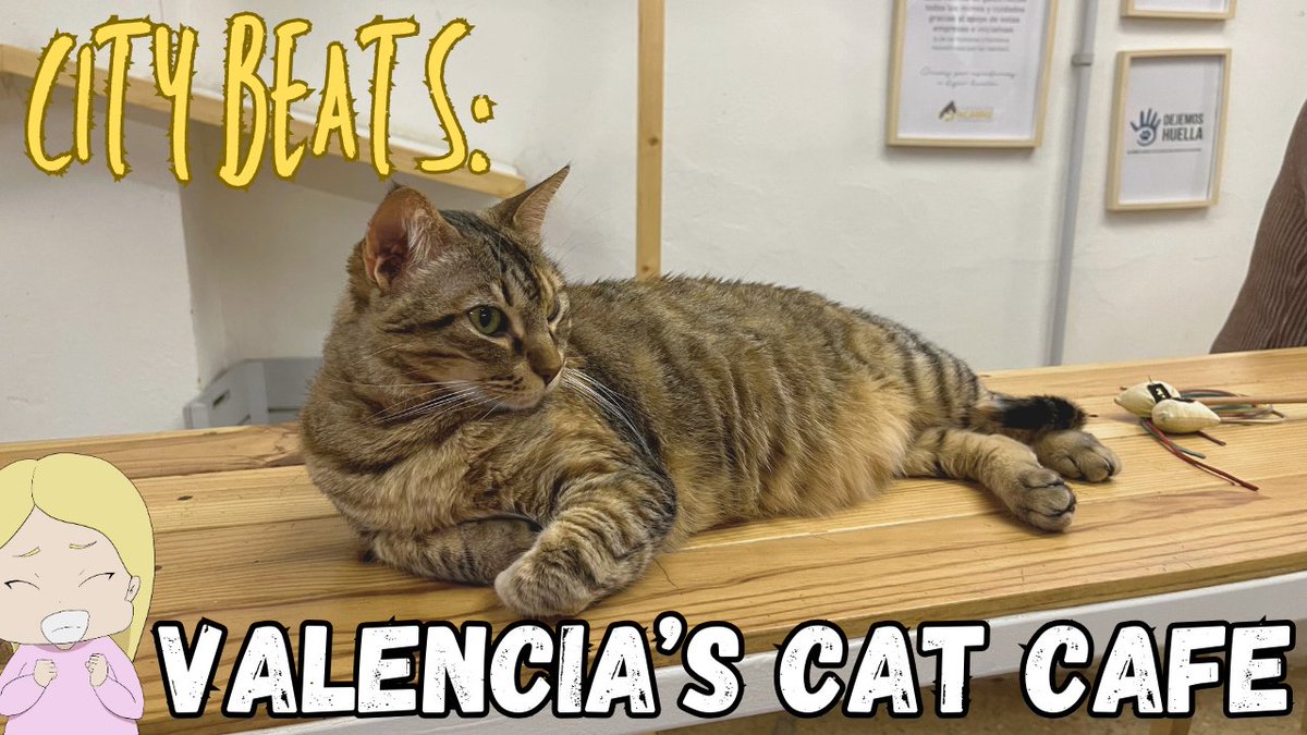 wandering_tati's tweet photo. ☕🐱 Experience the perfect blend of coffee &amp; cuteness at Valencia's Cat Café! Join me on my latest City Beats episode and don't miss out on these adorable cats! 😻 #catcafe #Valencia  #Cats #MeowMonday 
https://t.co/zhtIZrw6Yj https://t.co/iAssfgCeyp