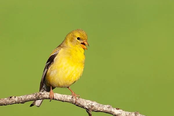 A female American Goldfinch singing it's song. 

#AYearForArt #BuyIntoArt #WildlifePhotography #Art #NaturePhotography #PhotographyIsArt #Birds #Photography #fotografie #Nature #Natuur #BirdsOfX #Birdwatching #GiveArt #Wildlife #Animals