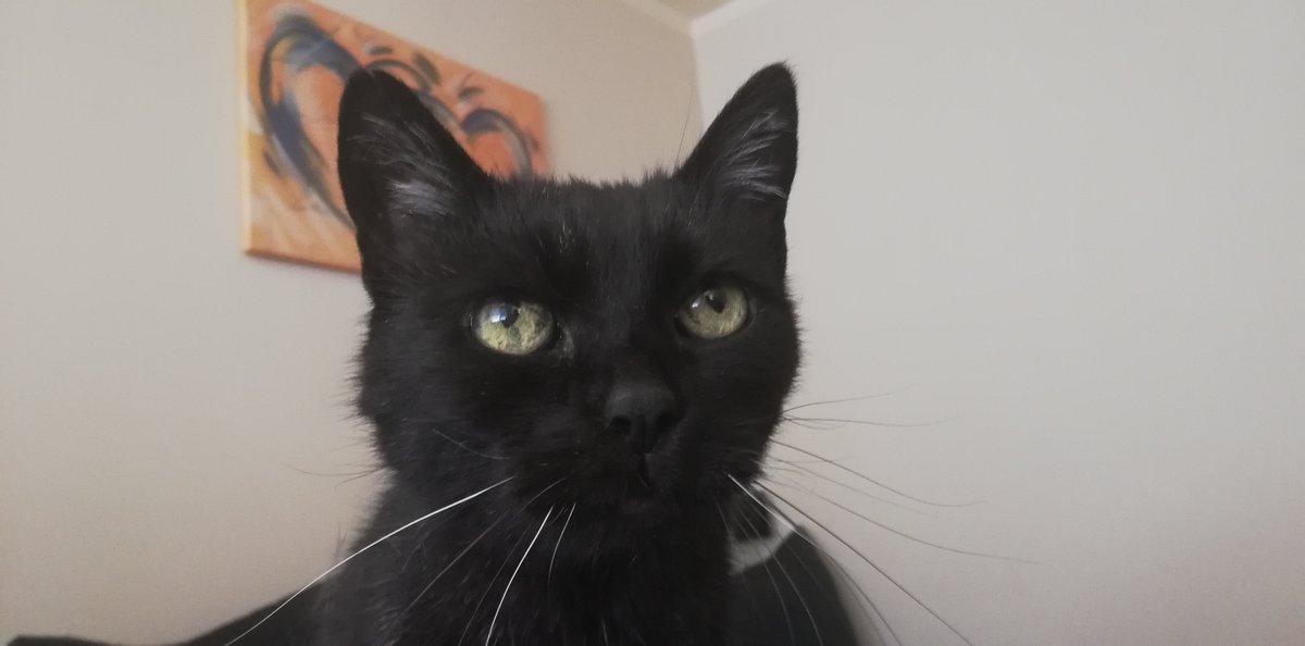 Cat Woman tweet media