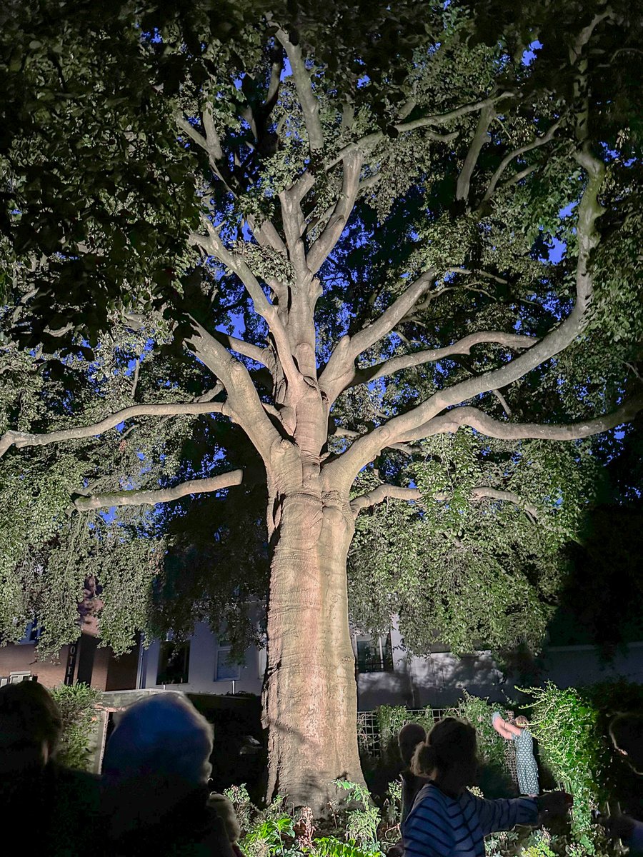 De komende 4 vrijdagavonden kun je een kijkje nemen bij de Rode Beuk, genomineerd voor Boom van het Jaar inijsselstein.nl/post/rondleidi…
#IJsselstein #boomvanhetjaar Foto: Romé van Vliet