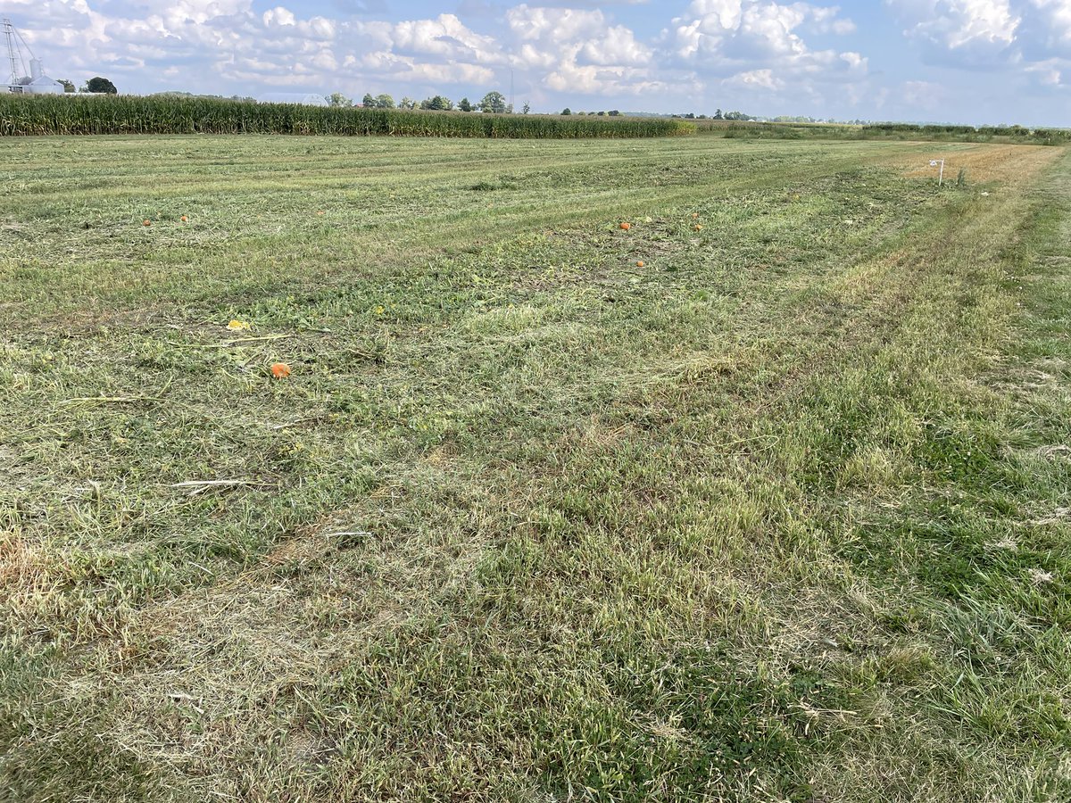 Just finished mowing off the most problematic pumpkin field I’ve had in 20 years. It was 45 minutes of pure rewarding bliss. #cfaes #pumpkin