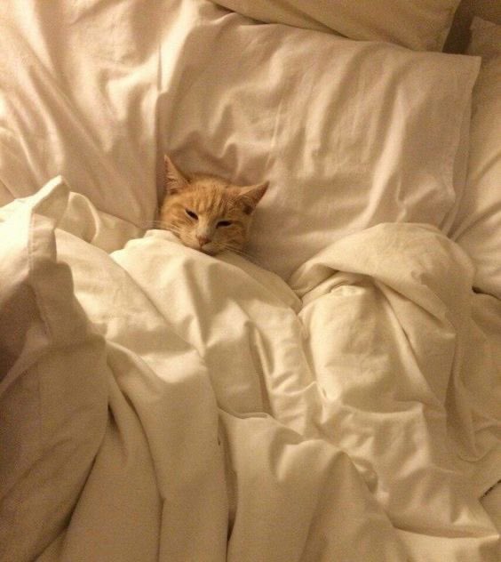 broflovzkyle's tweet photo. 🍳🏊🛌🕹️
#DURoutine https://t.co/HXYJha6ntS