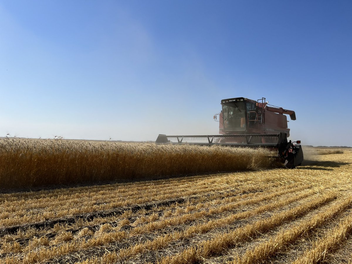 A beautiful day to harvest some <a href="/alpinepfl/">ALPINE</a> trials! 🌾
<a href="/DarrylPerry20/">Darryl Perry</a> <a href="/lpeel34/">Landon Peel</a> <a href="/AlpineJimmie/">James Bateman</a> <a href="/77Dixie/">Jay Dixon</a>