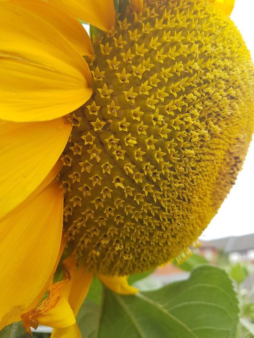 Each sunflower's head is made of smaller flowers. 

The disc florets in the middle, where the seeds develop, have both male and female sex organs, and each produce a seed.

Bonus: these mini-flowers pattern contains many Fibonacci spirals.