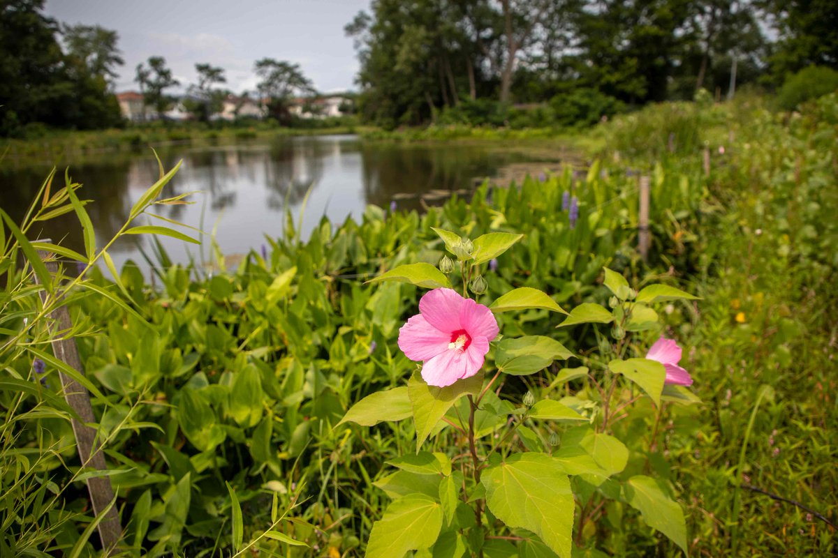 NYCWater's tweet photo. #DYK 🤔 that we've established nearly 100 #Bluebelts on #StatenIsland? These #GreenInfrastructure projects manage the heavier rainfall becoming more common in #NYC. They are also a great way to reintroduce native plants & wildlife back into the area! #ClimateWeekNYC https://t.co/MYUsQvxZUt
