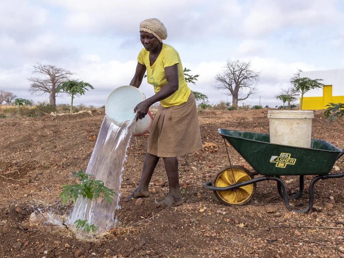 DIGNITY49621213's tweet photo. Dona Antônia e Abiguela, le due donne della comunità che si occupano delle piante da frutto in #aldeiadignity #matambo #mozambico. https://t.co/XHSGrnS8vi