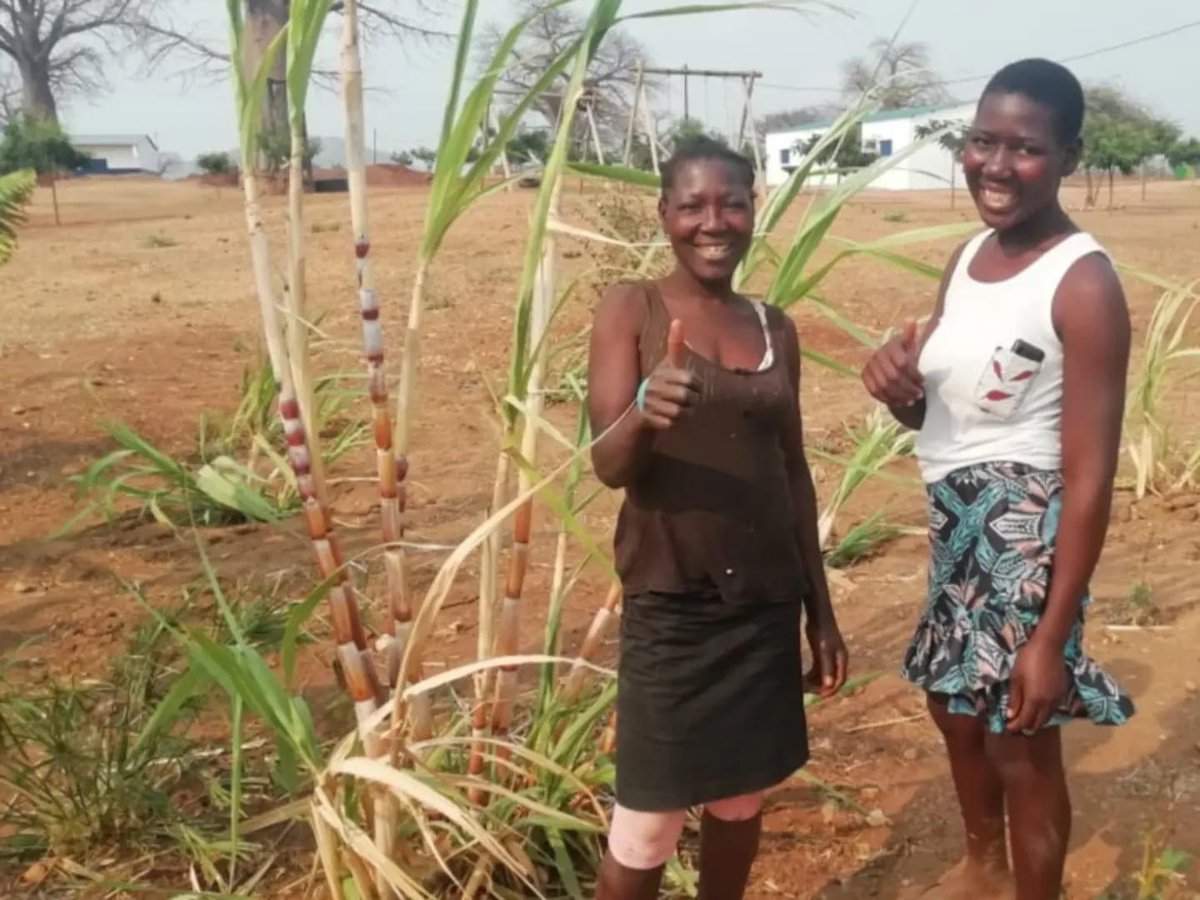 DIGNITY49621213's tweet photo. Dona Antônia e Abiguela, le due donne della comunità che si occupano delle piante da frutto in #aldeiadignity #matambo #mozambico. https://t.co/XHSGrnS8vi